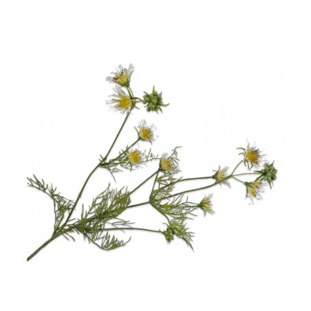 Декоративно растение Клематис - жълто