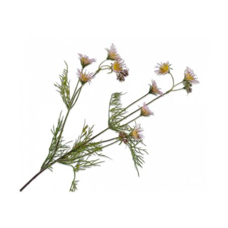 Декоративно растение Клематис - розово