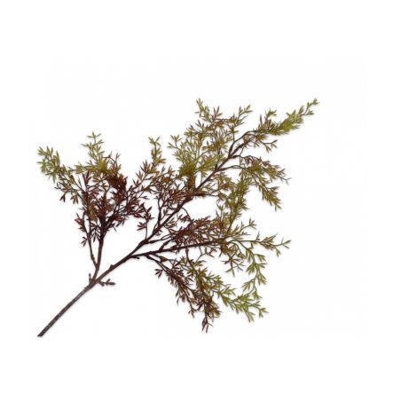 Декоративно растение Аспержа - кафяво