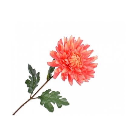Декоративно растение Далия - оранжево