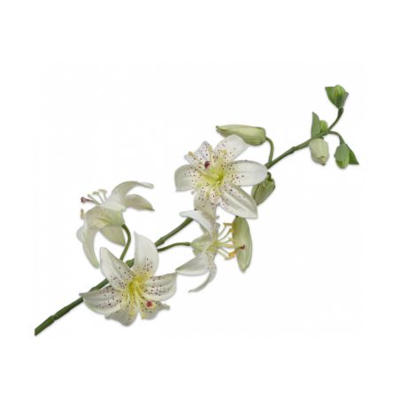 Декоративно растение Лилиум - зелено