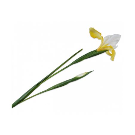 Декоративно растение Ирис - жълто