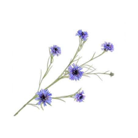 Декоративно растение Метличина - синьо