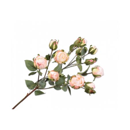 Декоративно растение Роза - светло розово