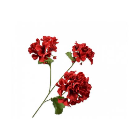 Декоративно растение Мушкато - червено