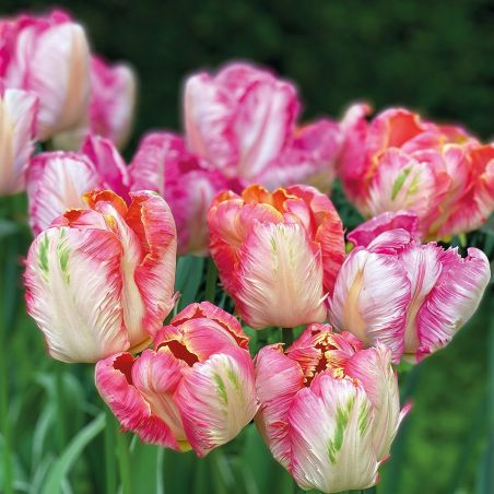 Салфетка 33см 33см 20бр Parrot Tulips