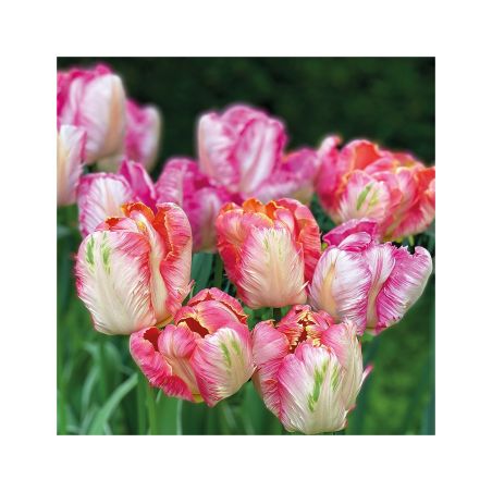 Салфетка 25см 25см 20бр Parrot tulips