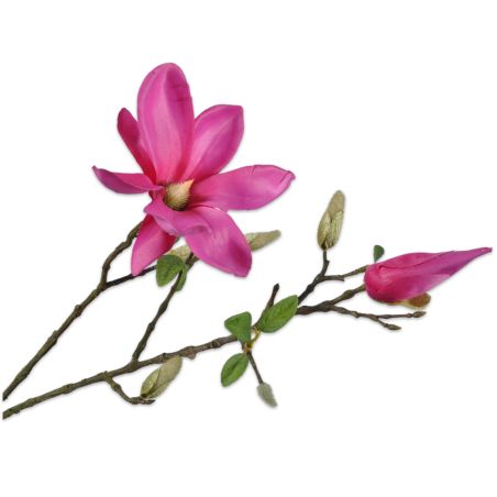 Декоративно растение Магнолия - розово