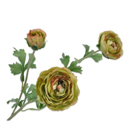 Декоративно растение Ранункулус - зелено