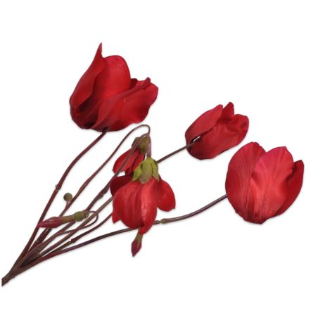 Декоративно растение Циклама - червено